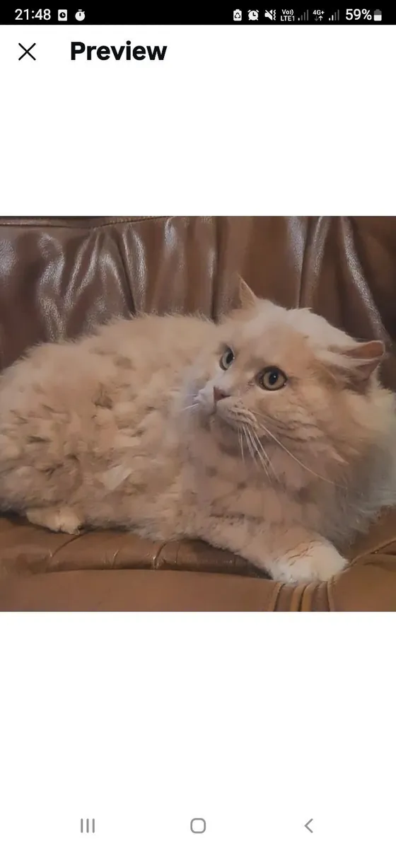 British long hair ragdoll mix - Image 2