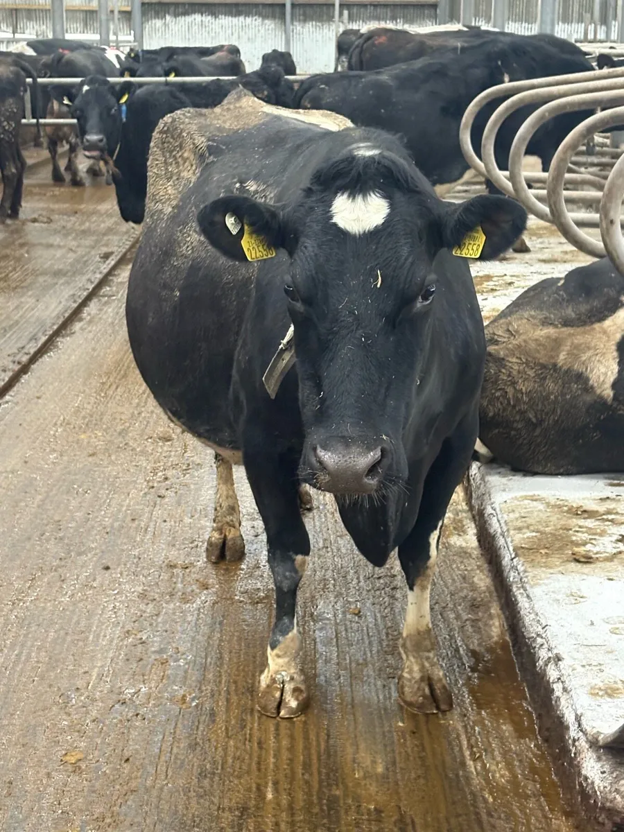 Friesian cow for sale - Image 2