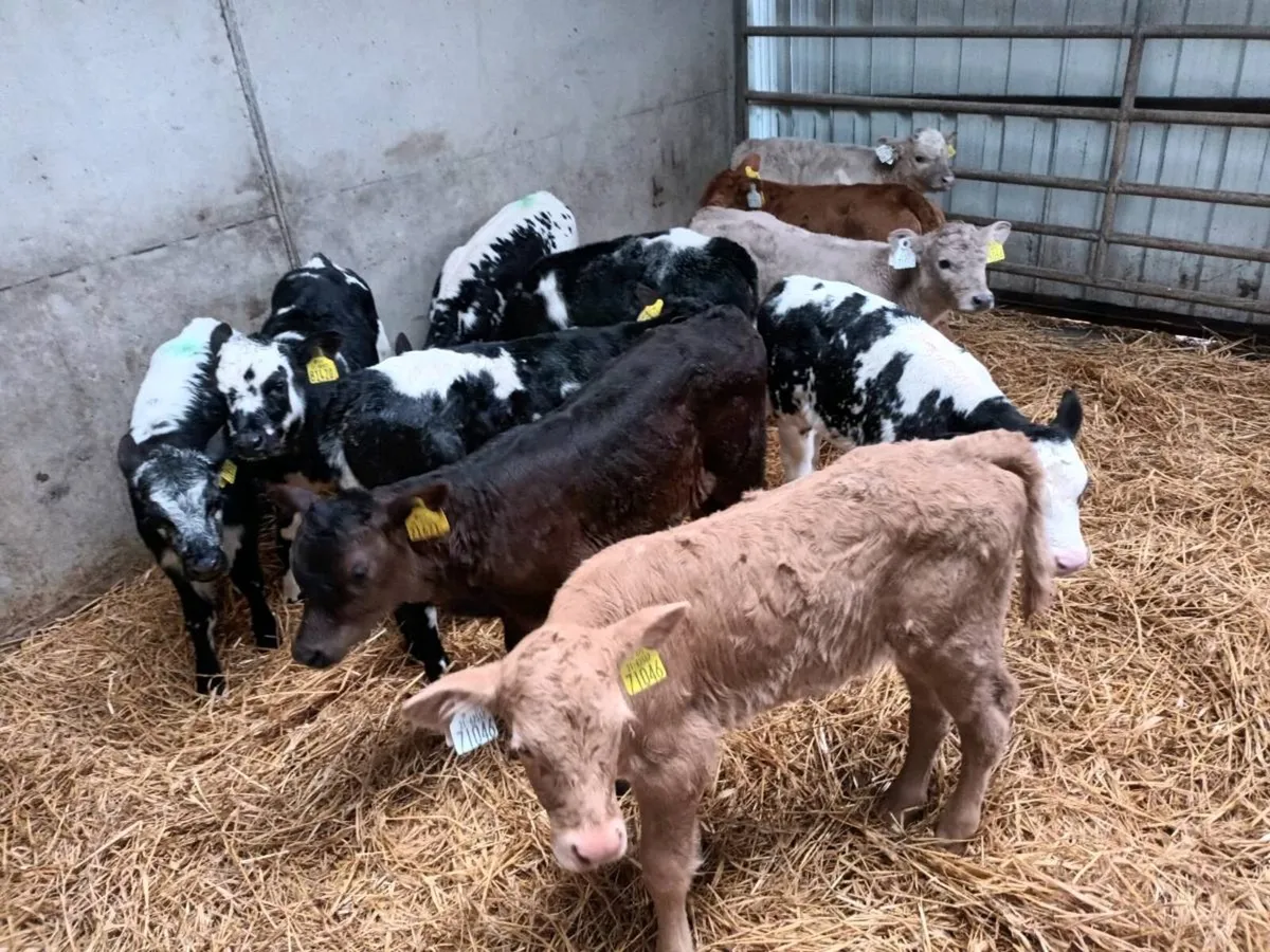 11 CONTINENTAL HEIFER CALVES FOR SALE - Image 2