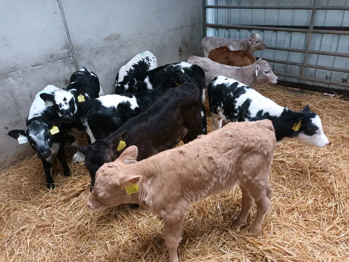 11 CONTINENTAL HEIFER CALVES FOR SALE - Image 3