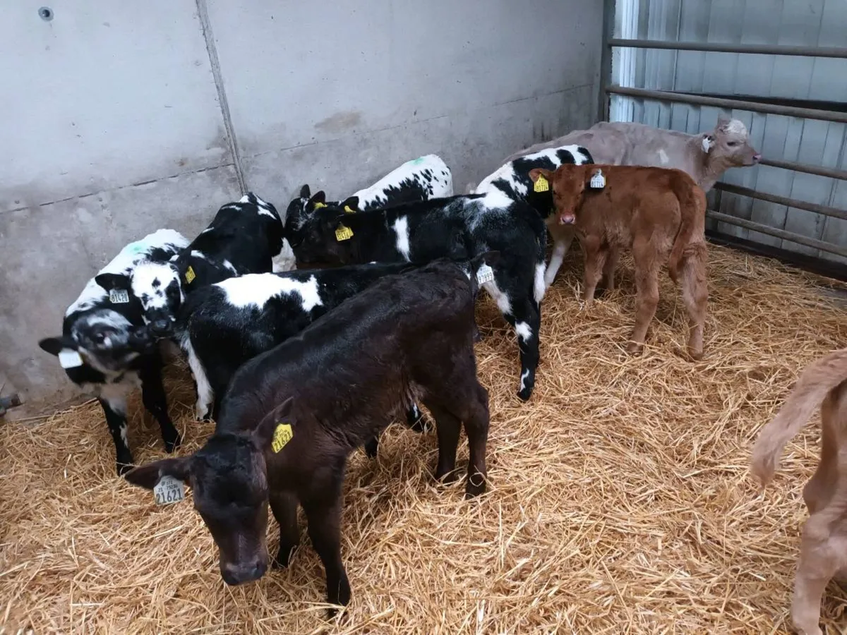 11 CONTINENTAL HEIFER CALVES FOR SALE - Image 4