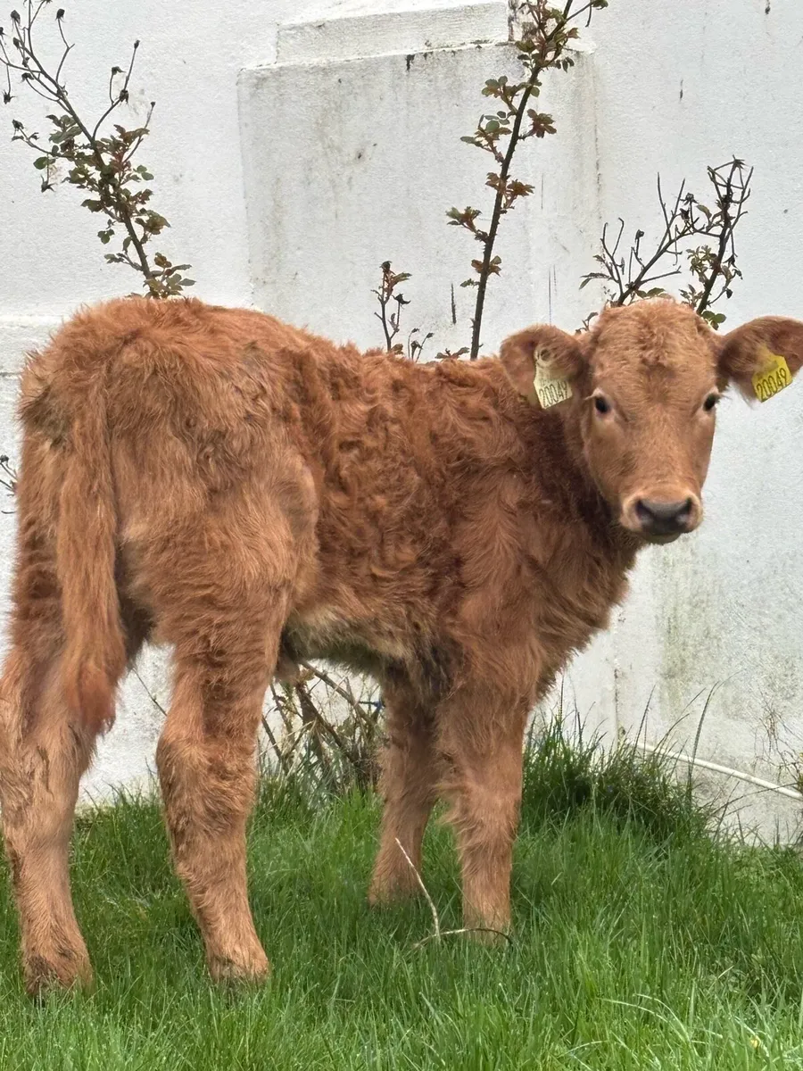 🔥OUTSTANDING SUCKLER BRED 🔥 - Image 1