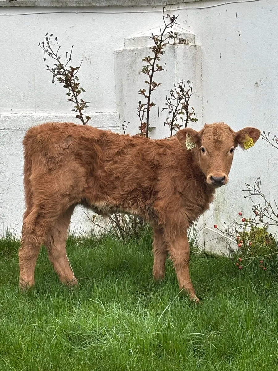 🔥OUTSTANDING SUCKLER BRED 🔥 - Image 2