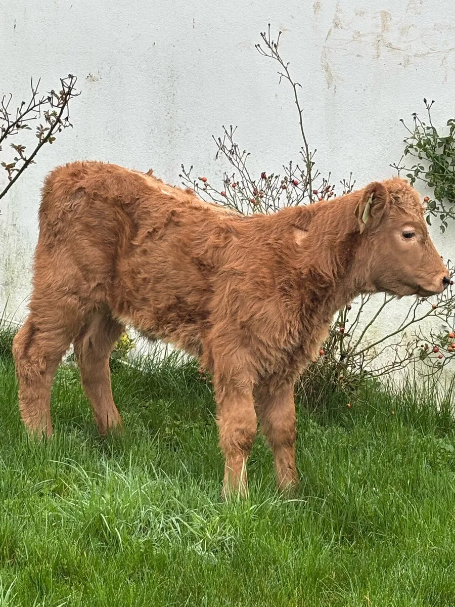 🔥OUTSTANDING SUCKLER BRED 🔥 - Image 3