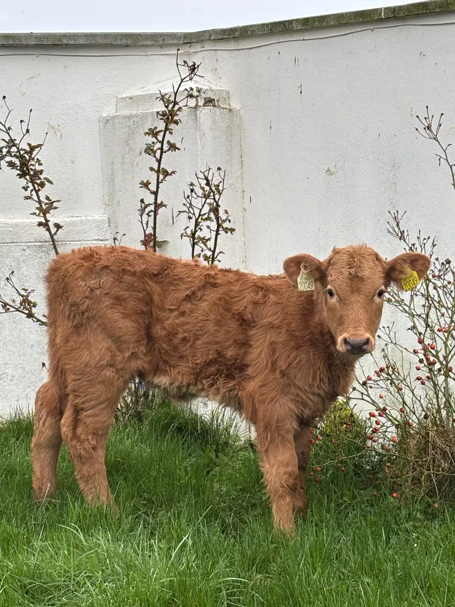 🔥OUTSTANDING SUCKLER BRED 🔥 - Image 4