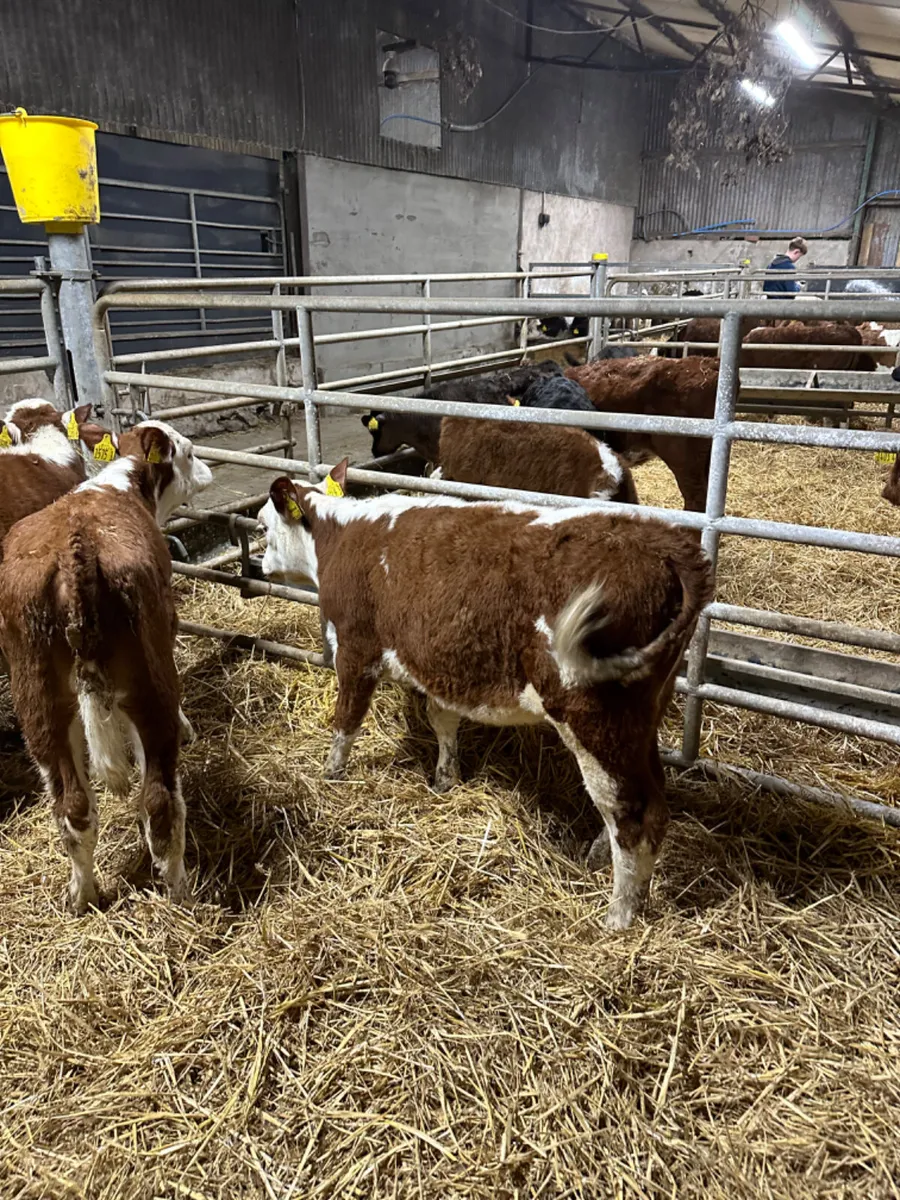 Hereford heifers - Image 2