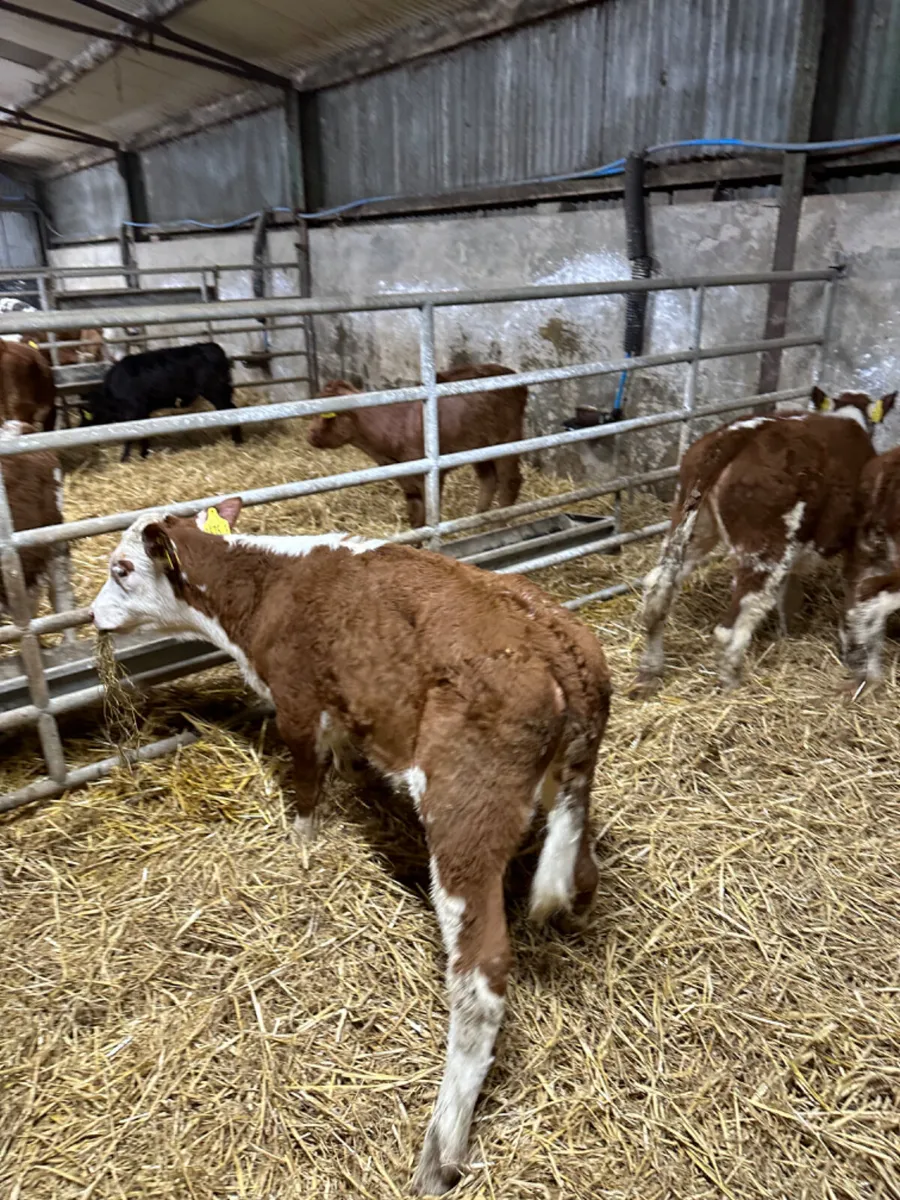 Hereford heifers - Image 4