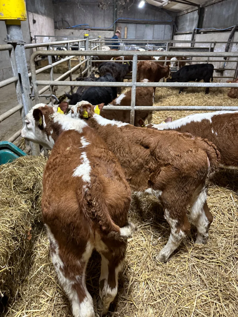 Hereford heifers - Image 3