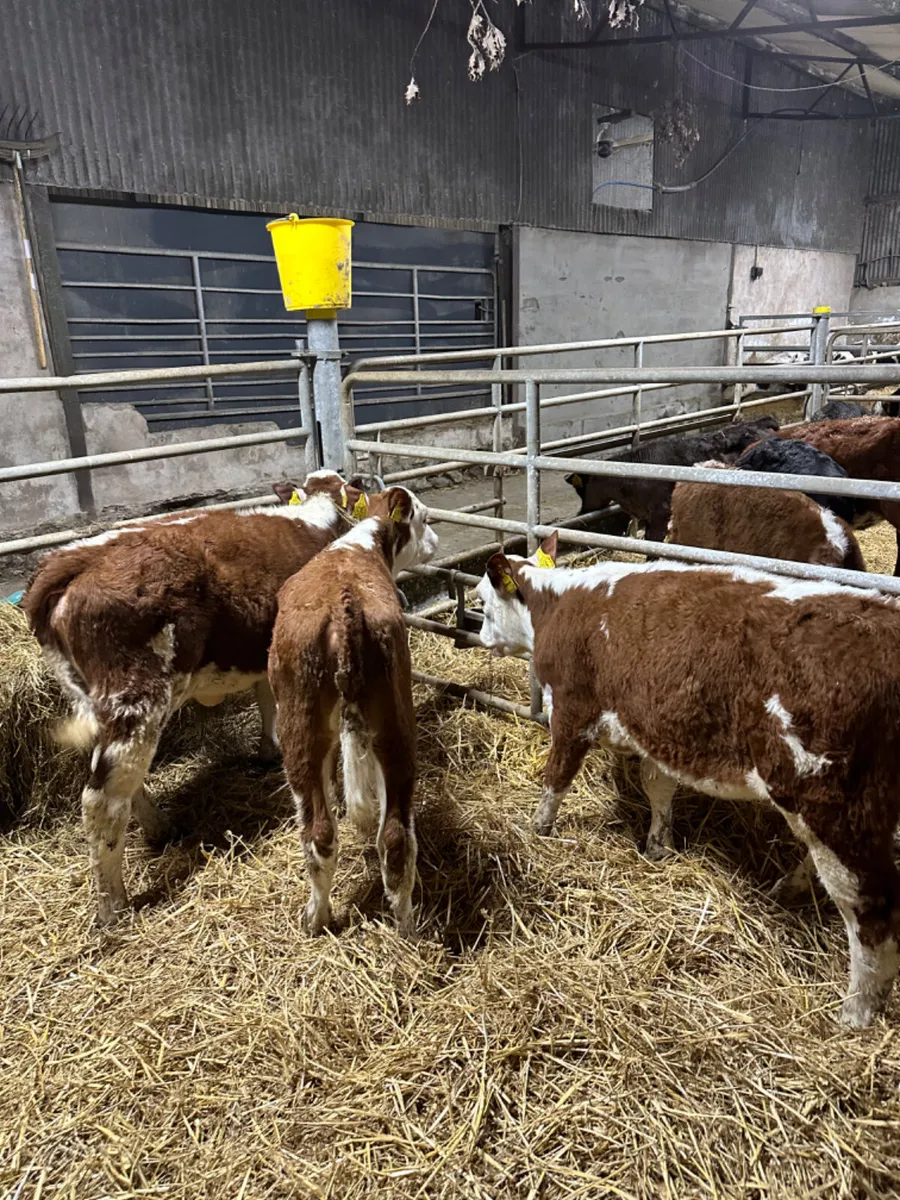Hereford heifers - Image 1