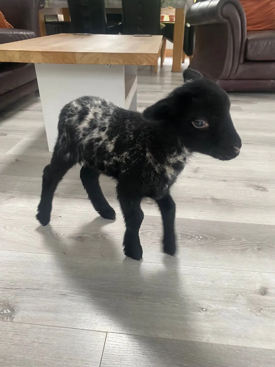 Pet  Lambs wanted - Image 1