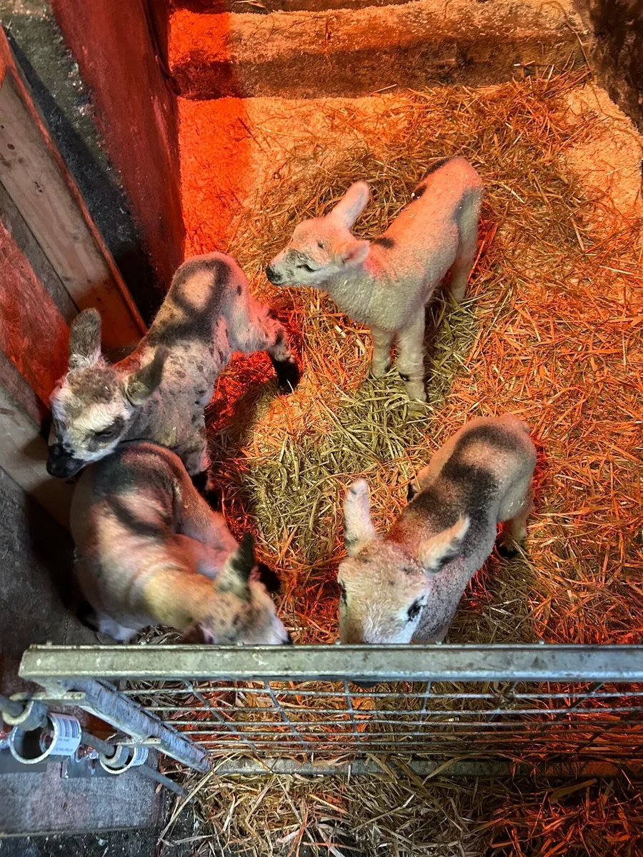 Pet  Lambs wanted - Image 2