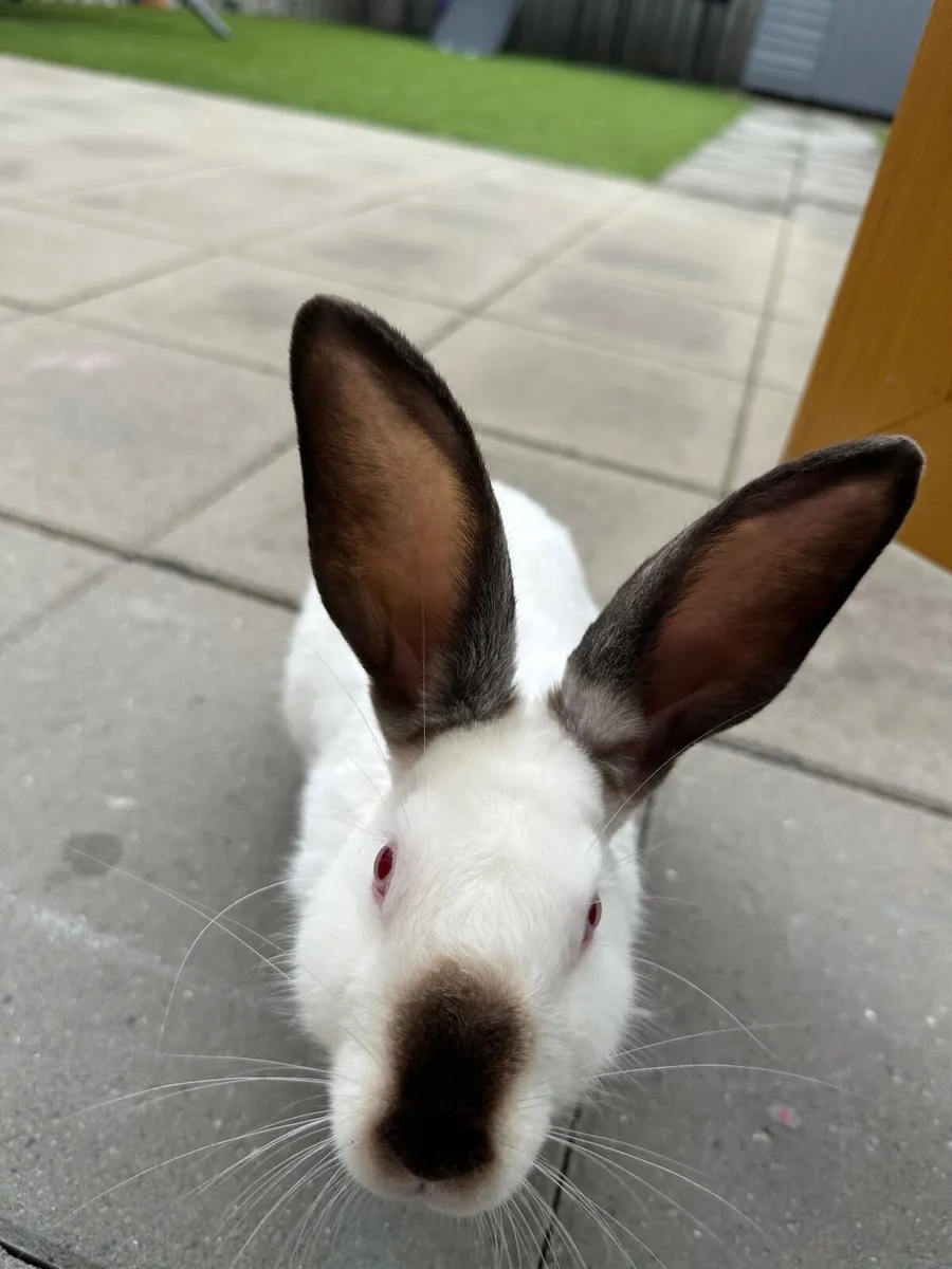 Rabbit - Image 1