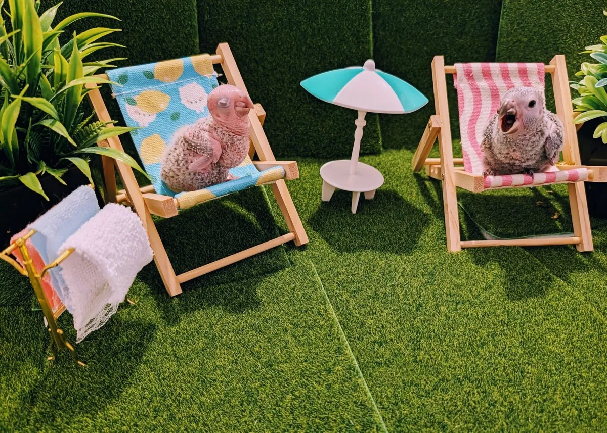 Co raised (parent/human) baby green cheek conures - Image 1