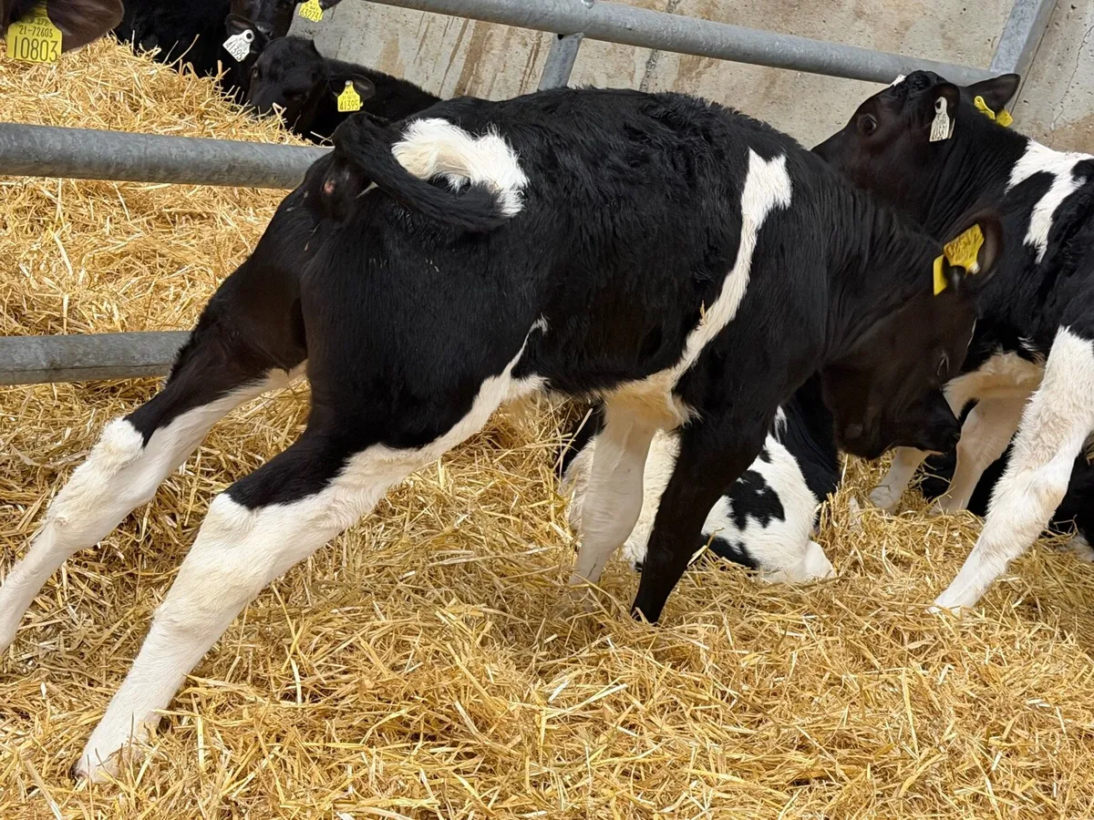 26 Serious British Fresian Bred Bulls - Image 1