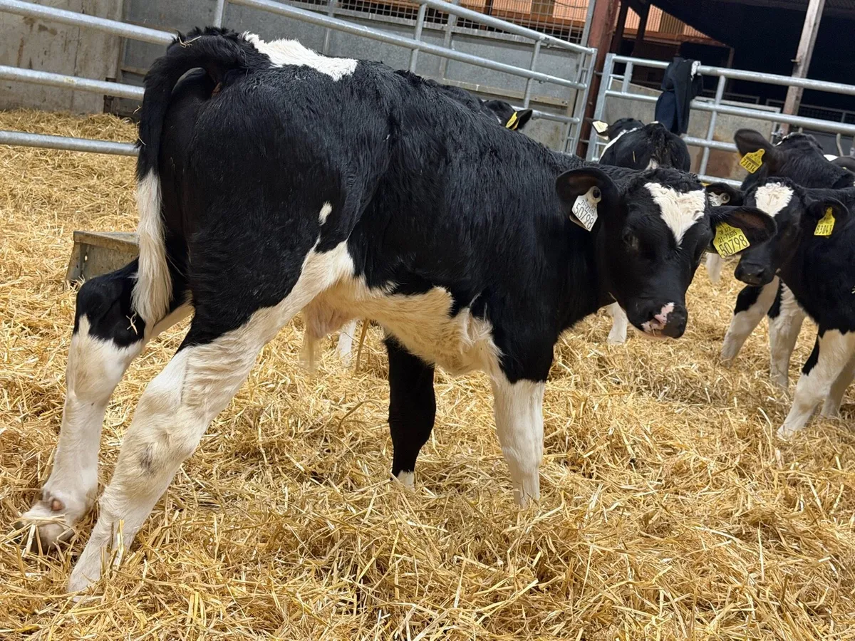 26 Serious British Fresian Bred Bulls - Image 2