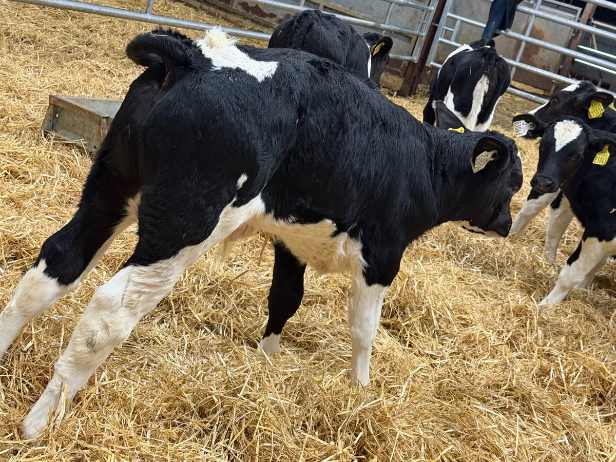 26 Serious British Fresian Bred Bulls - Image 3