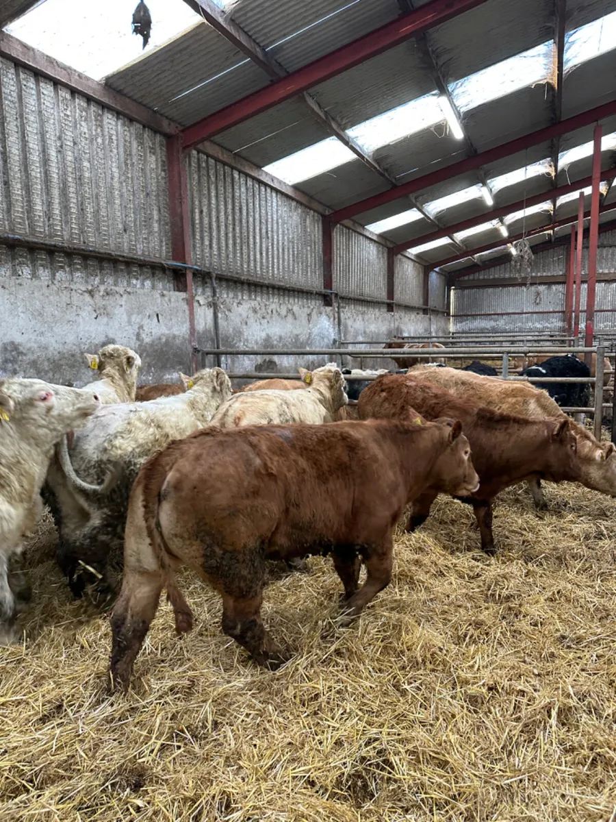 Charolais and lim heifers - Image 1