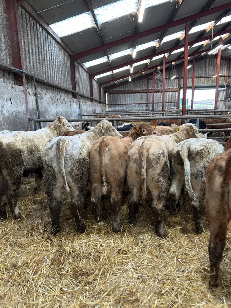Charolais and lim heifers - Image 4