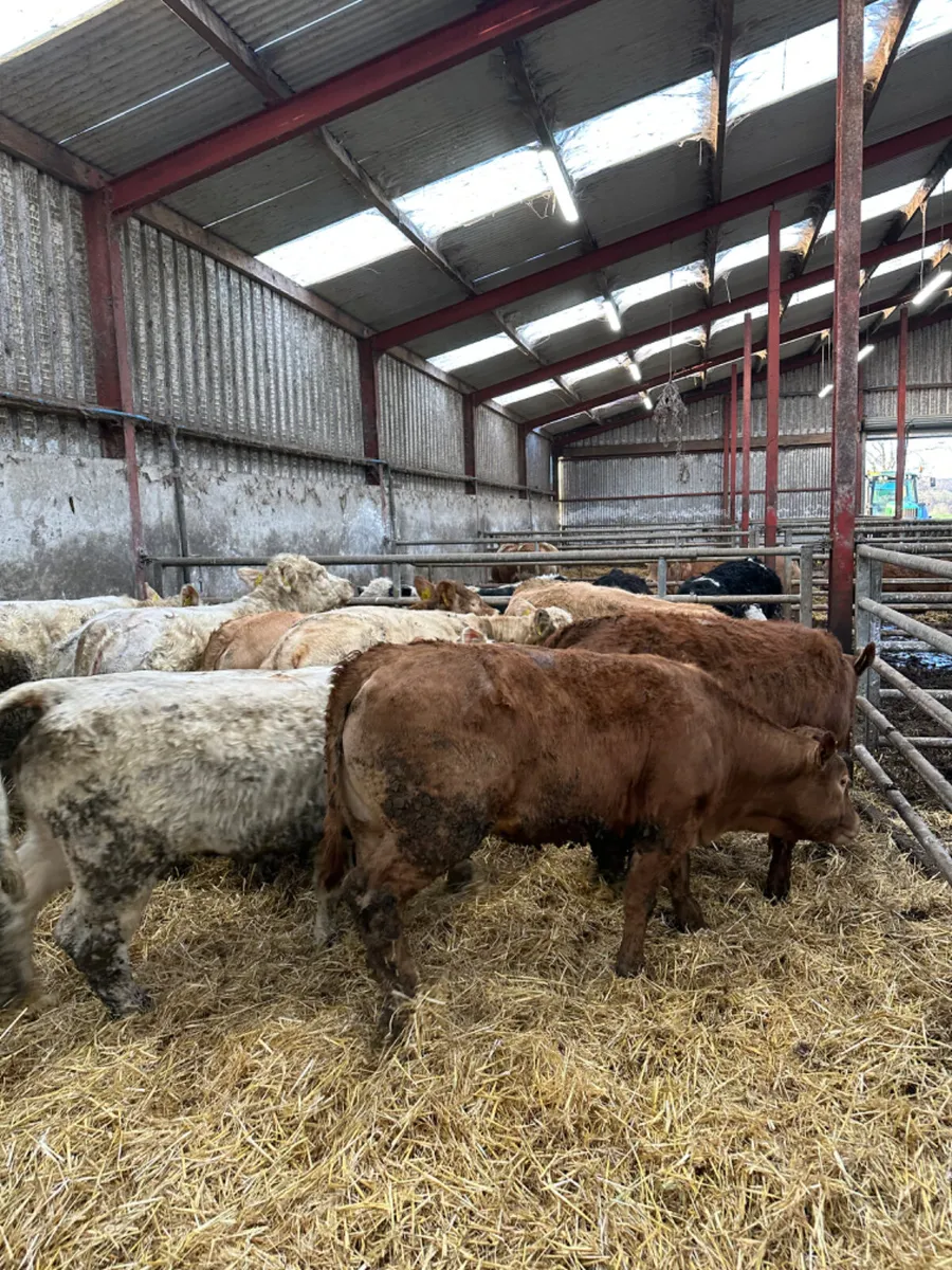 Charolais and lim heifers - Image 3