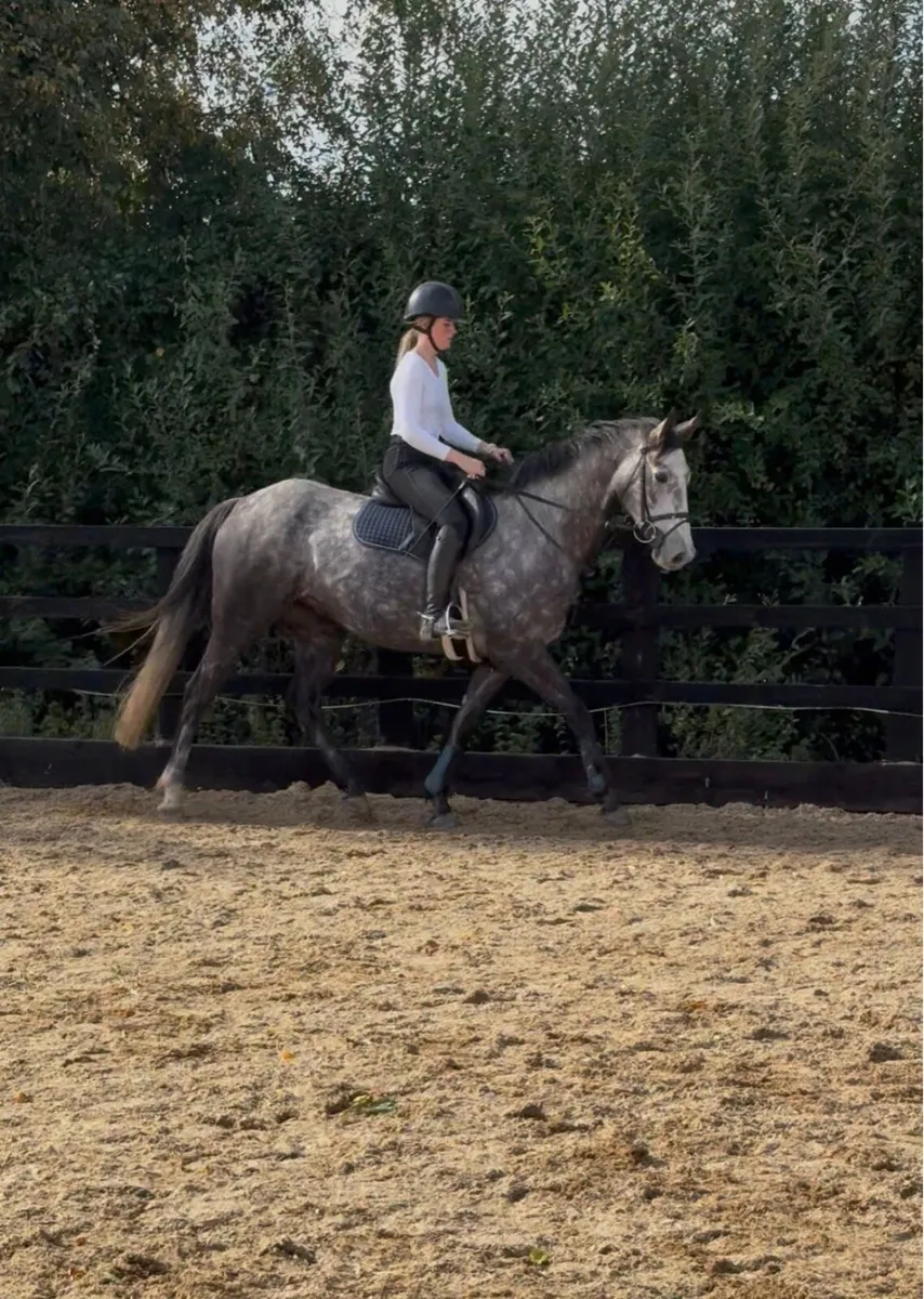 Seacruise BS - Image 3