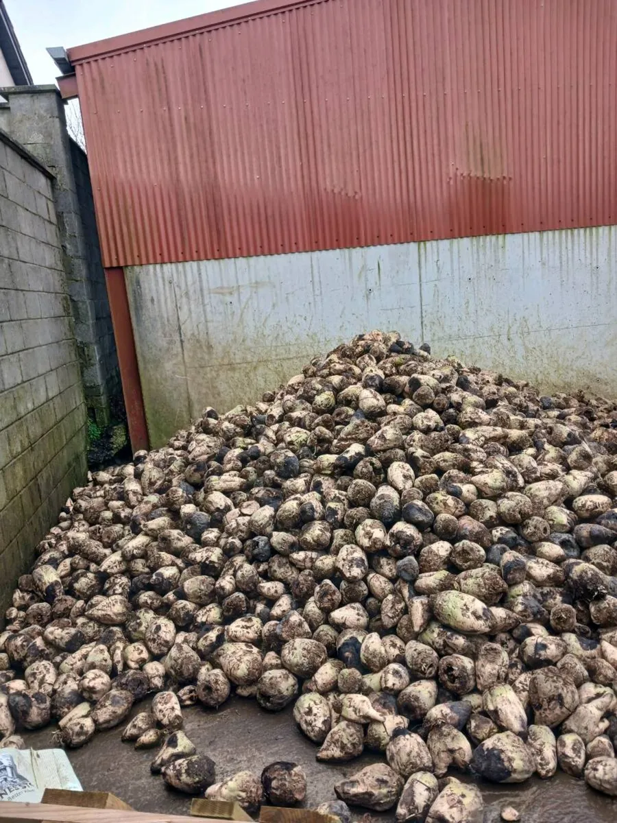 Beet washed or dirty