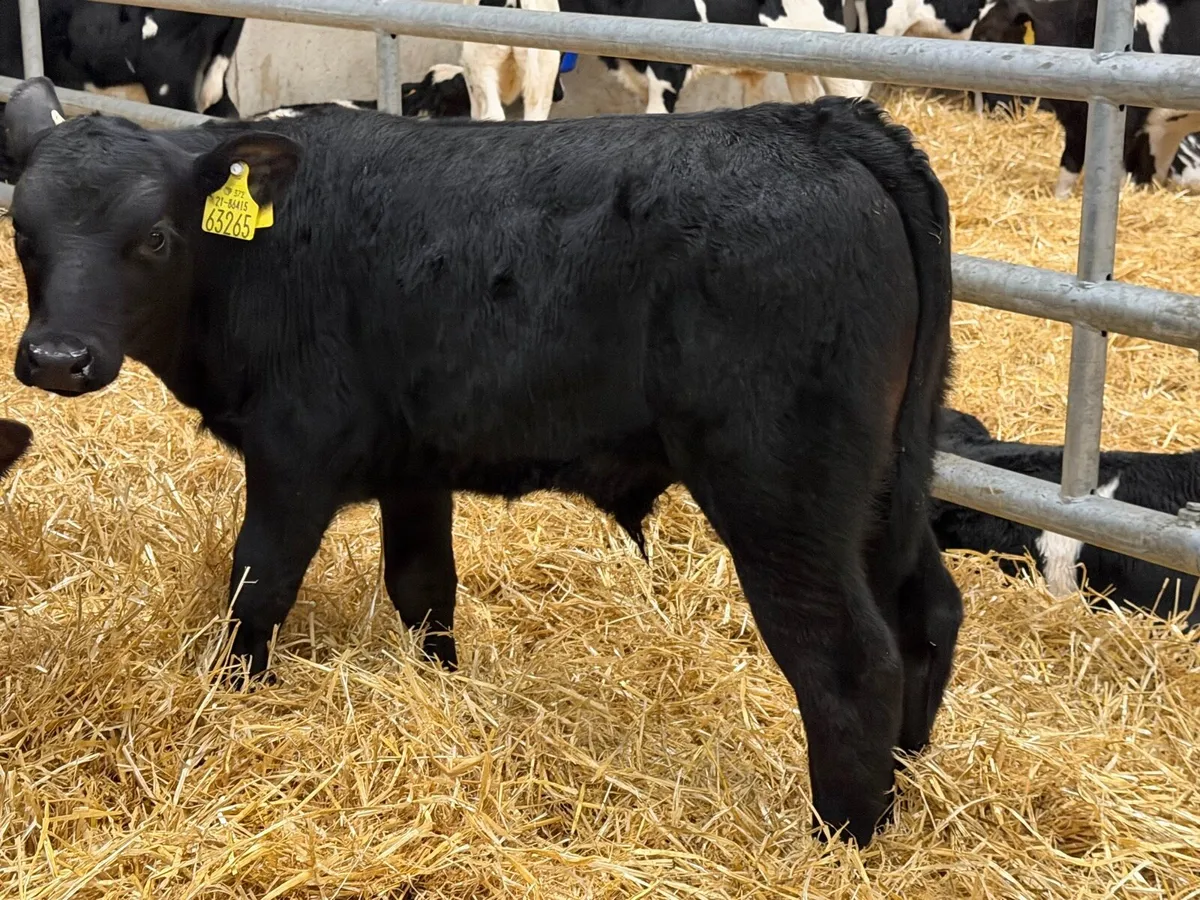 Top Grade Angus Bull Calves - Image 2