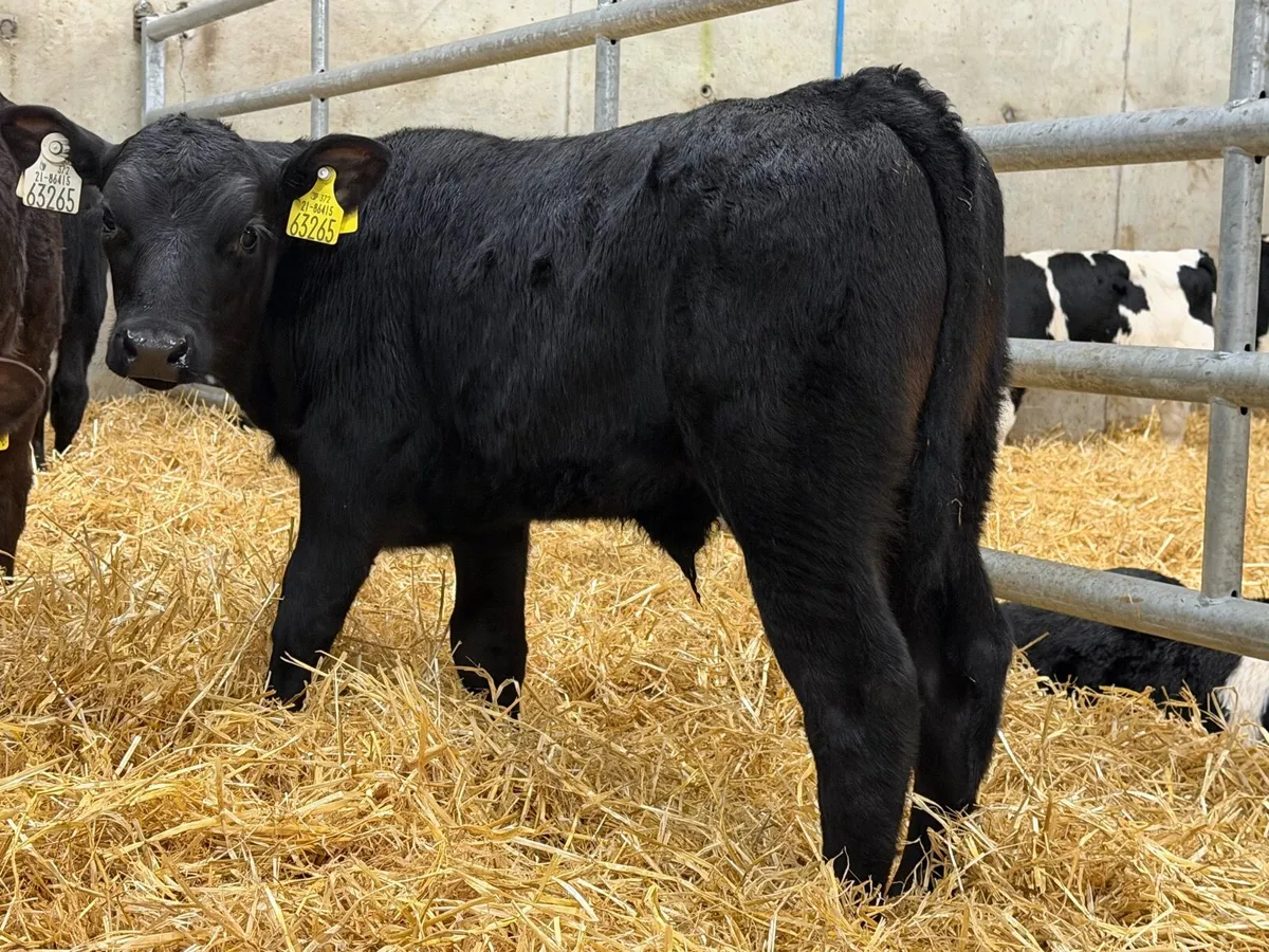 Top Grade Angus Bull Calves - Image 3