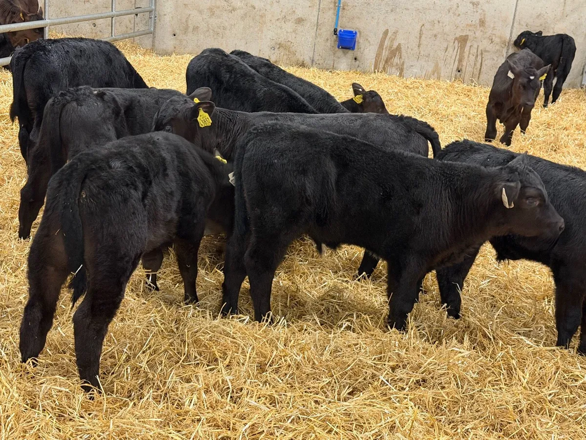 Top Grade Angus Bull Calves - Image 4
