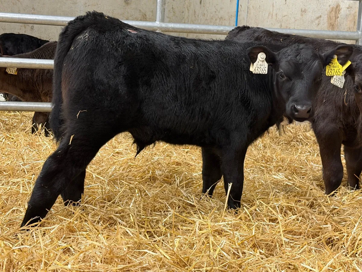 Top Grade Angus Bull Calves - Image 1