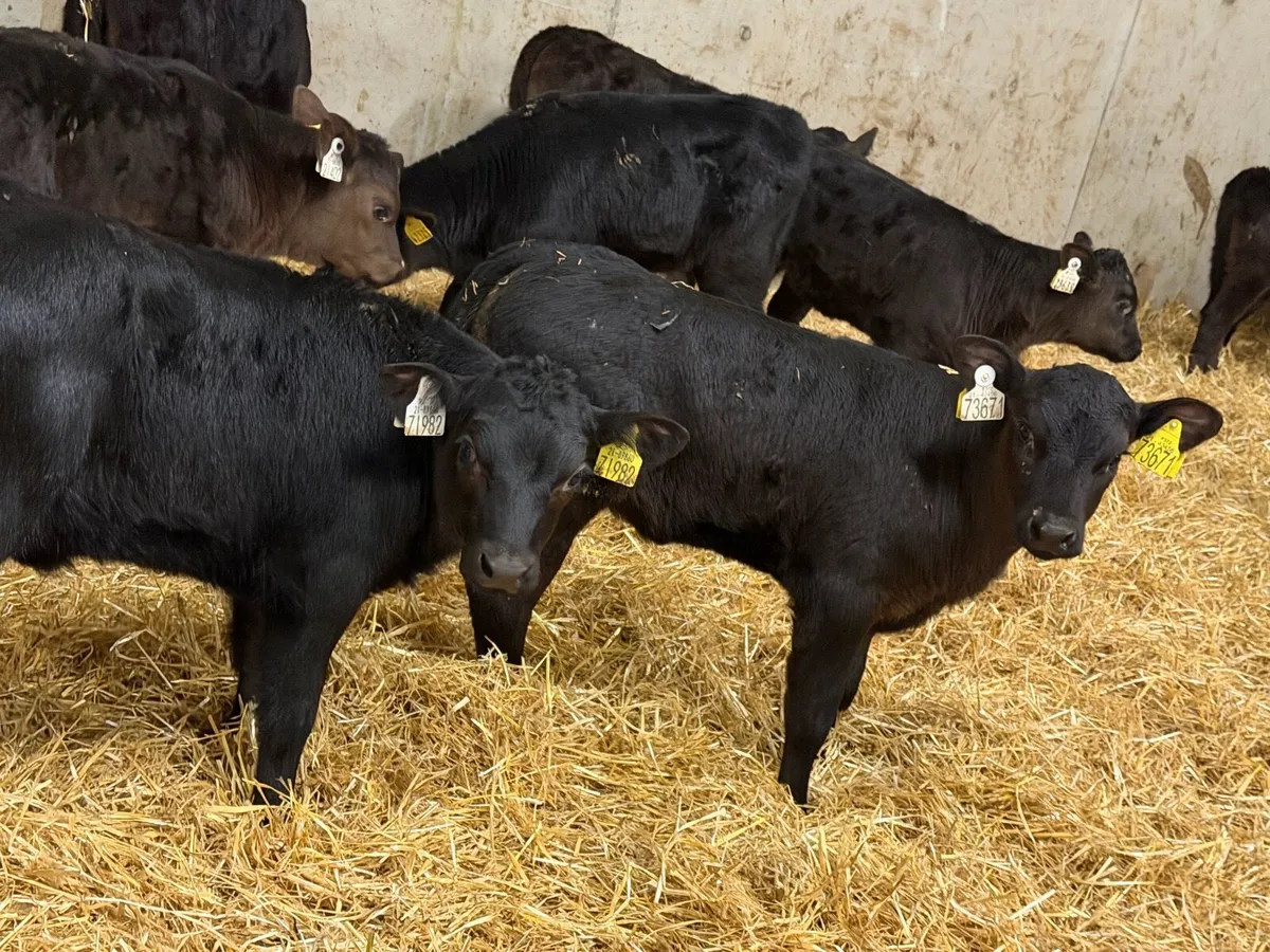 24 Aberdeen Angus Heifer Calves - Image 2