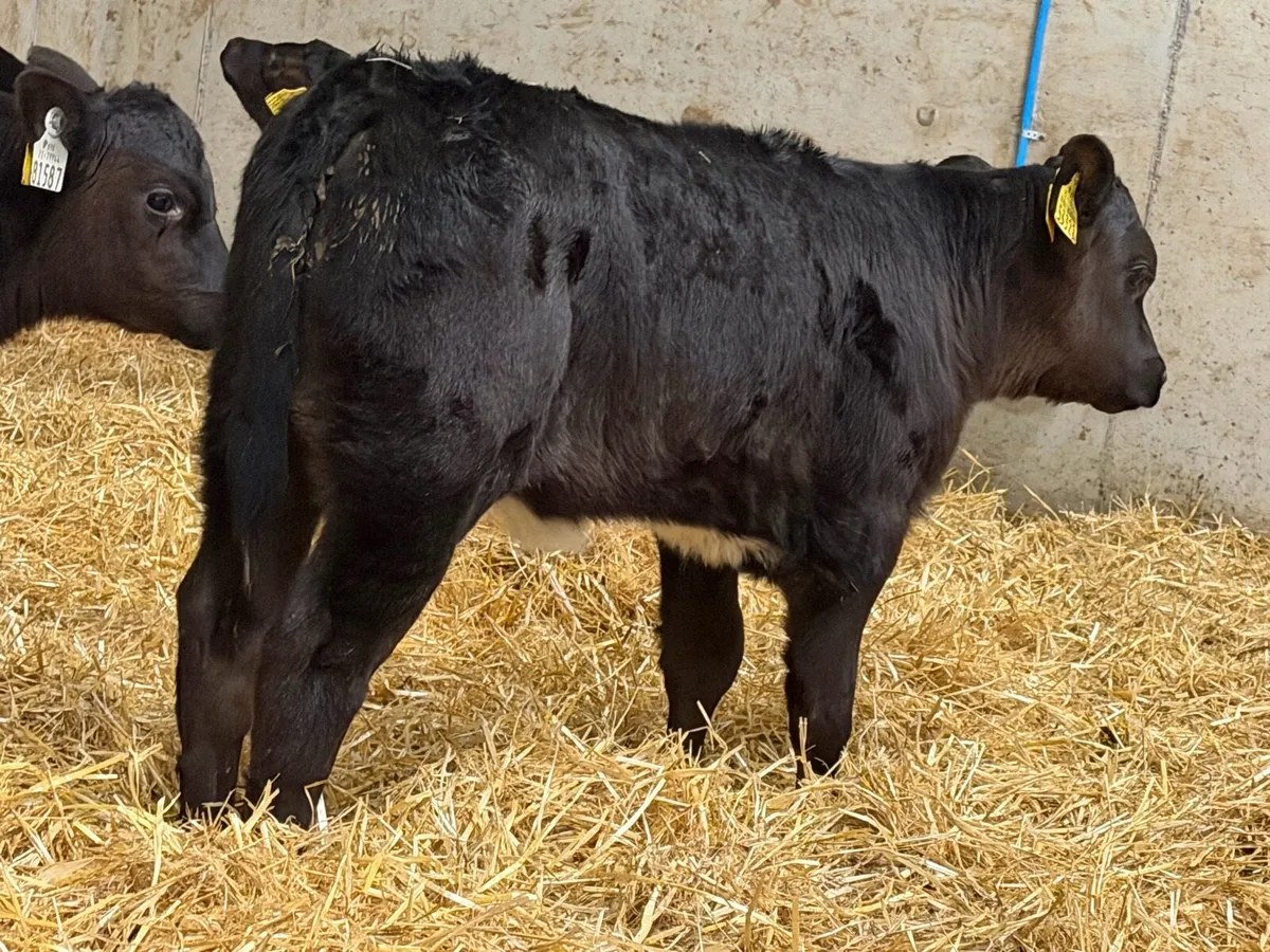 24 Aberdeen Angus Heifer Calves - Image 4