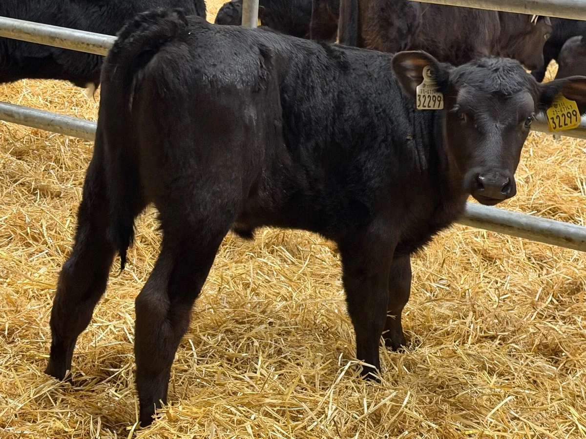24 Aberdeen Angus Heifer Calves - Image 1