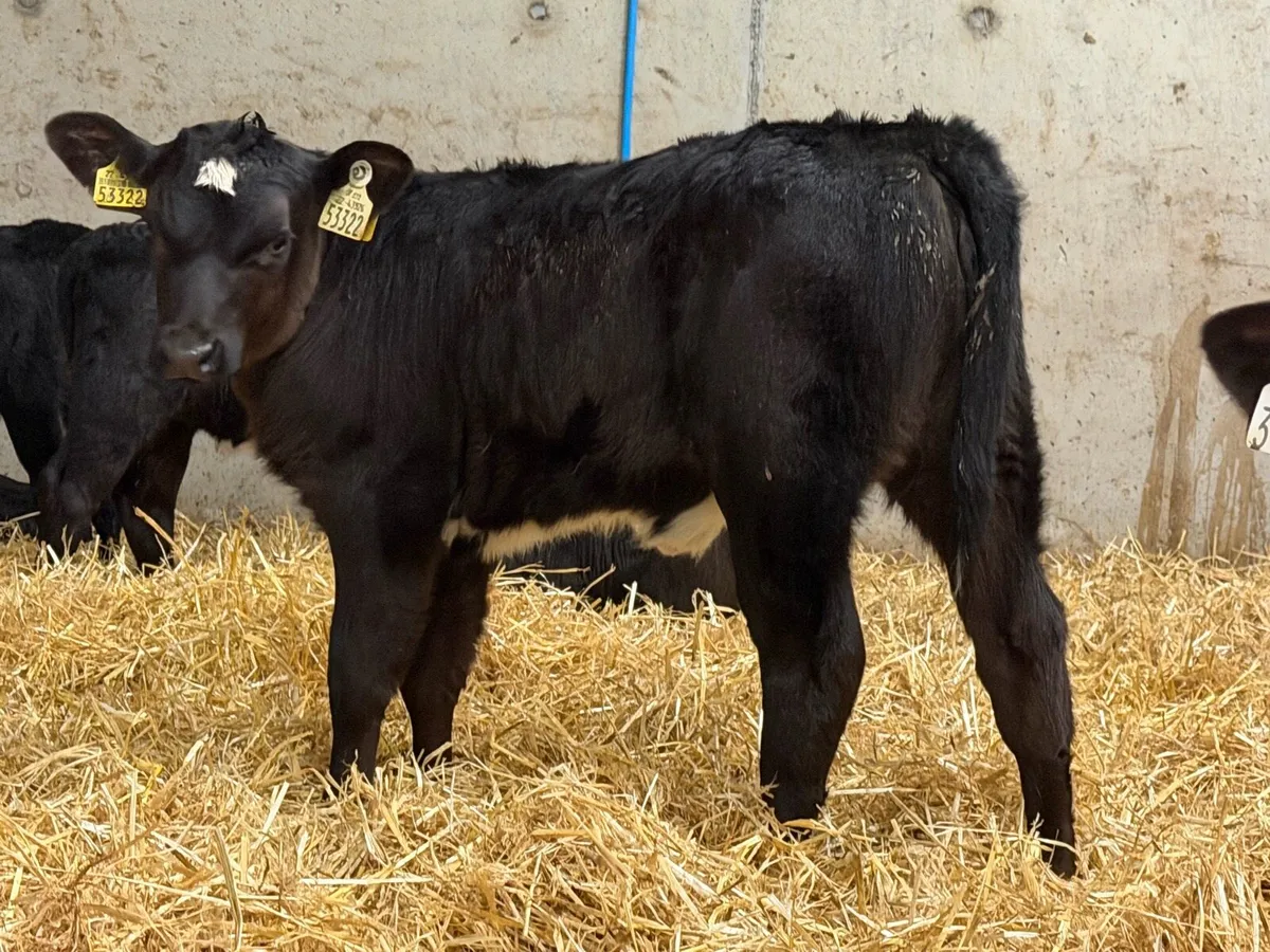 24 Aberdeen Angus Heifer Calves - Image 1