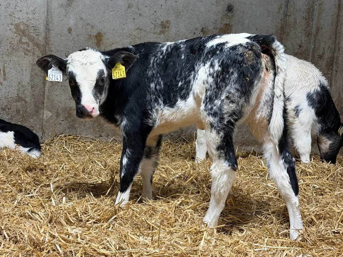 16 Top Quality Coloured Belgian Blue Heifer Calves - Image 1