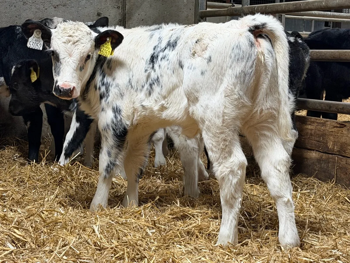 16 Top Quality Coloured Belgian Blue Heifer Calves - Image 2