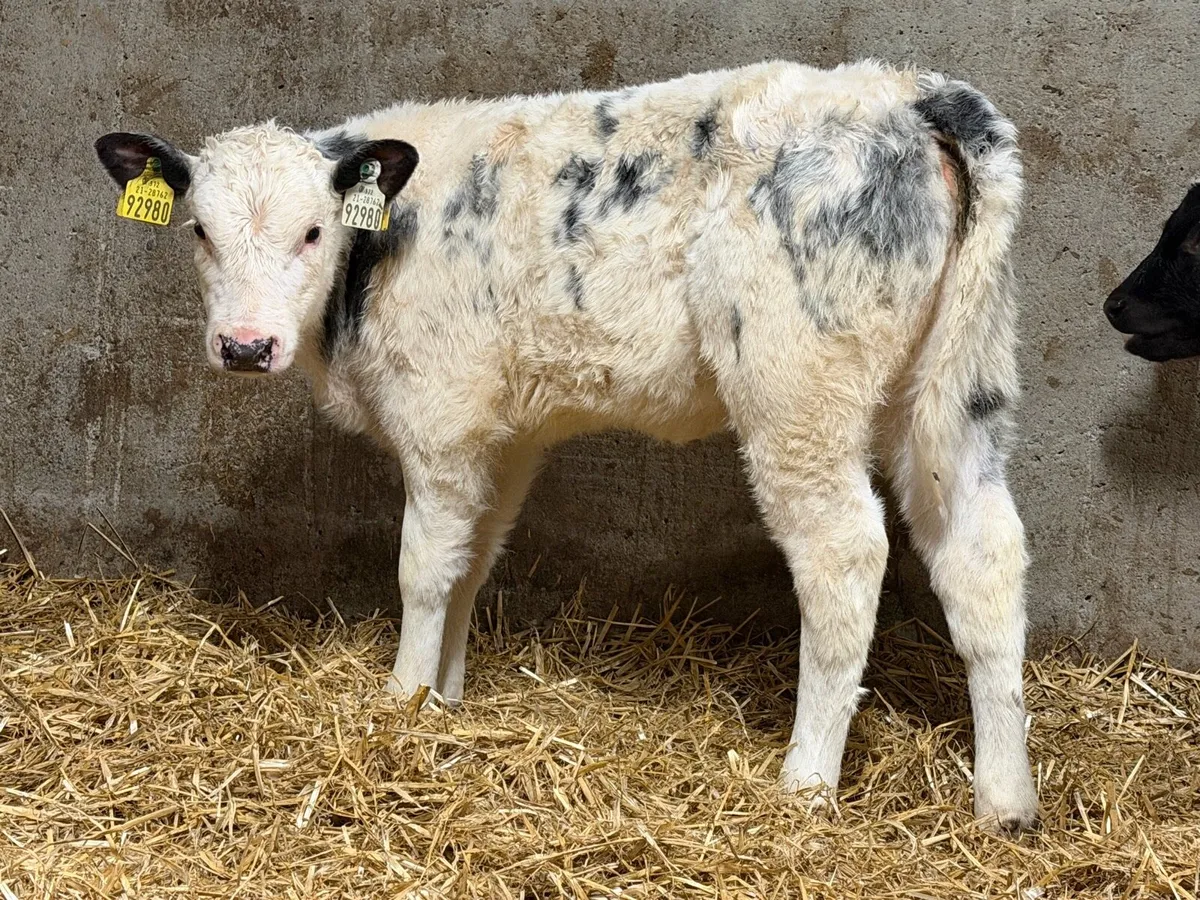16 Top Quality Coloured Belgian Blue Heifer Calves - Image 3