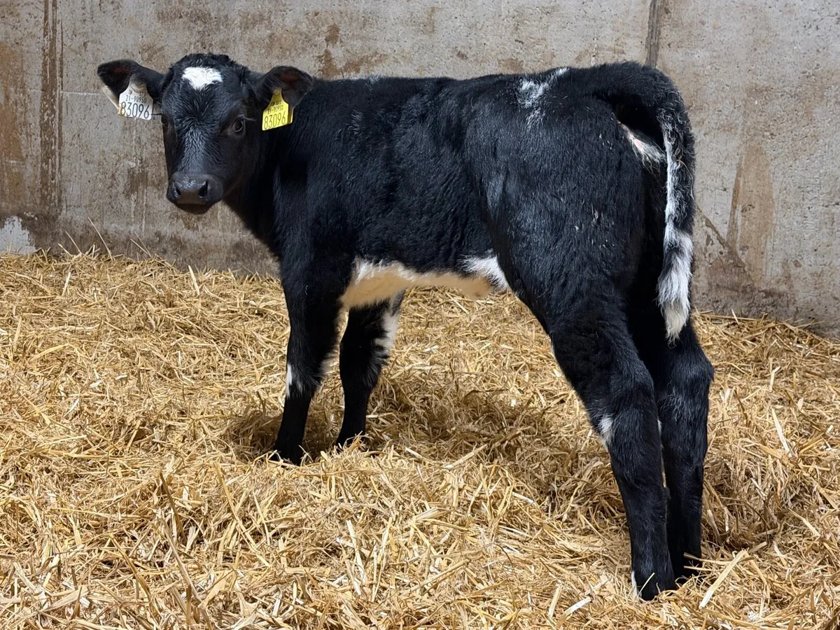 16 Top Quality Coloured Belgian Blue Heifer Calves - Image 4