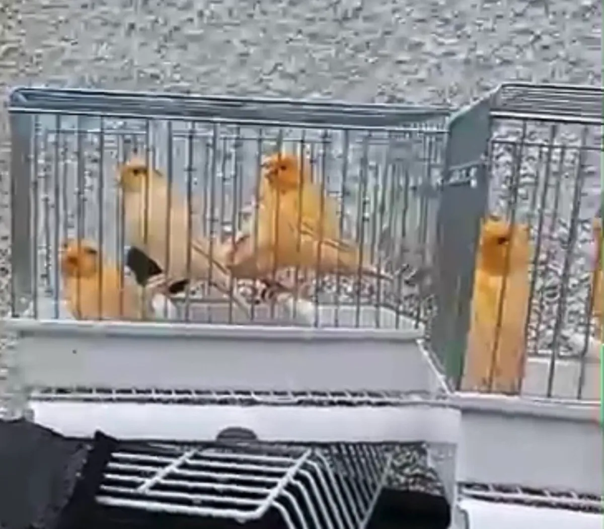 Cannery’s and finches - Image 3