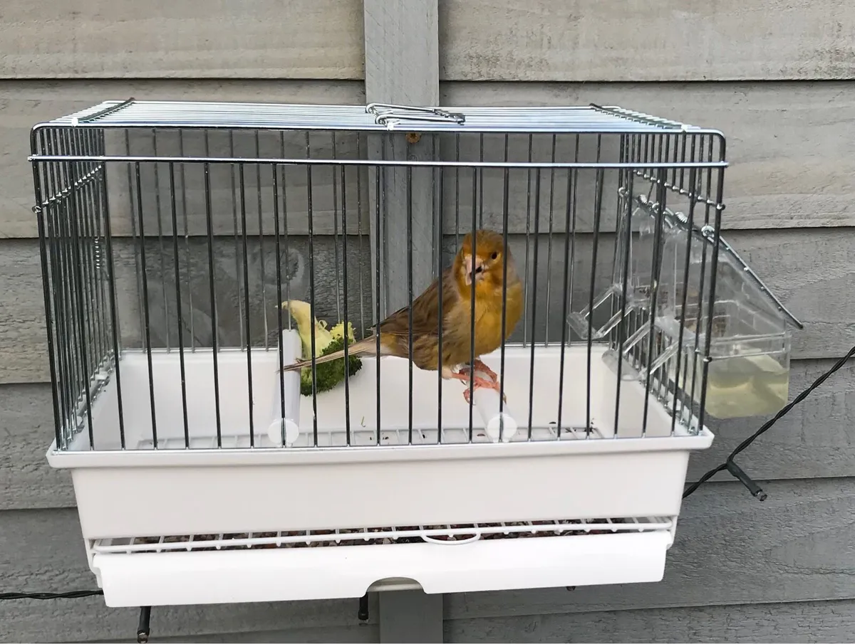 Cannery’s and finches - Image 4