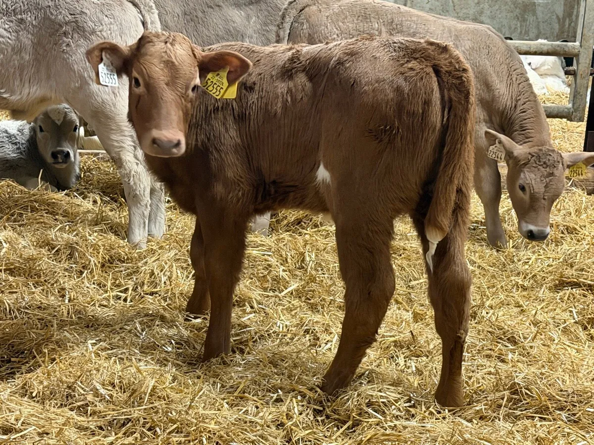 14 Charolais Heifer Calves - Image 4
