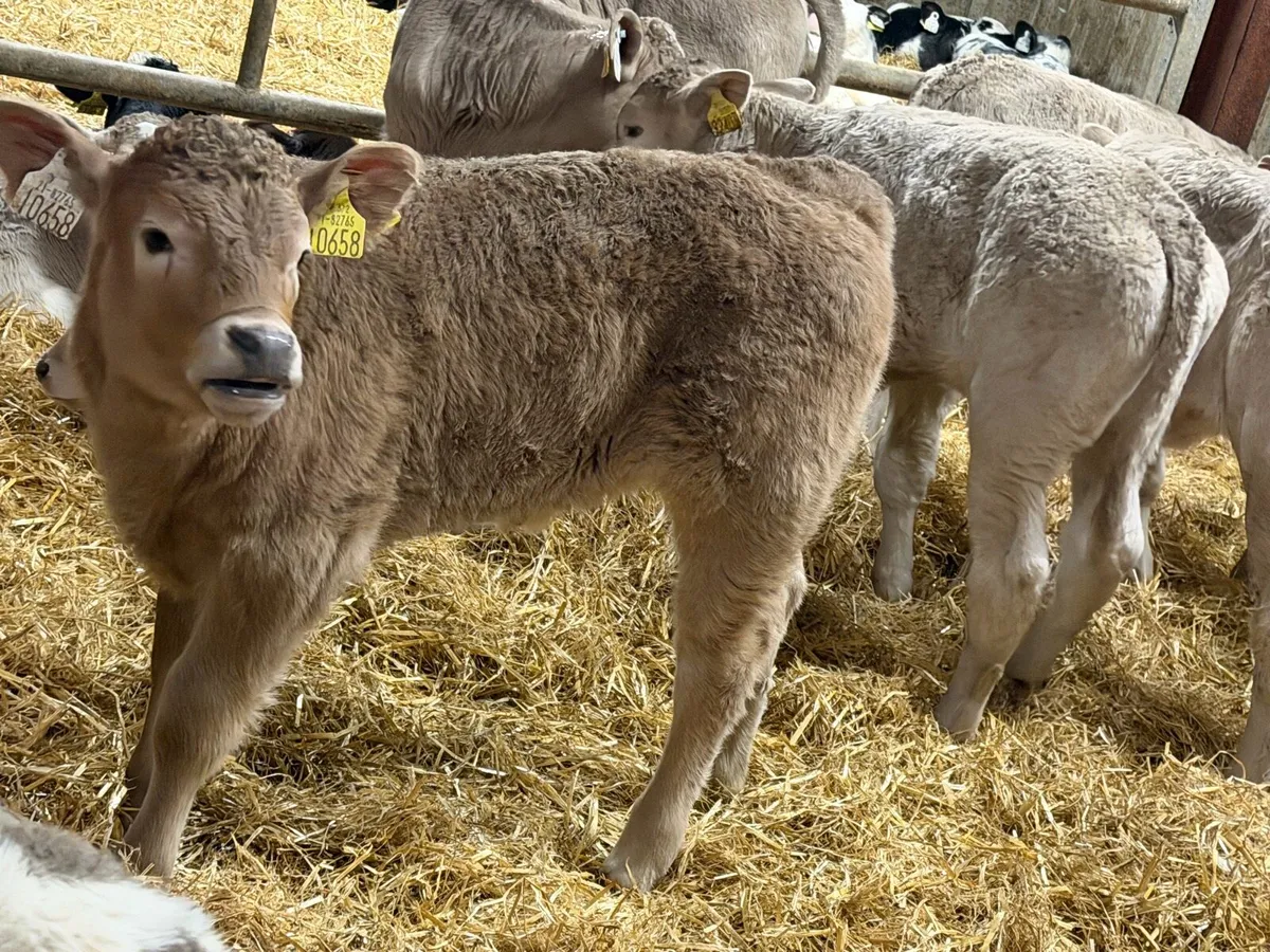 14 Charolais Heifer Calves - Image 1