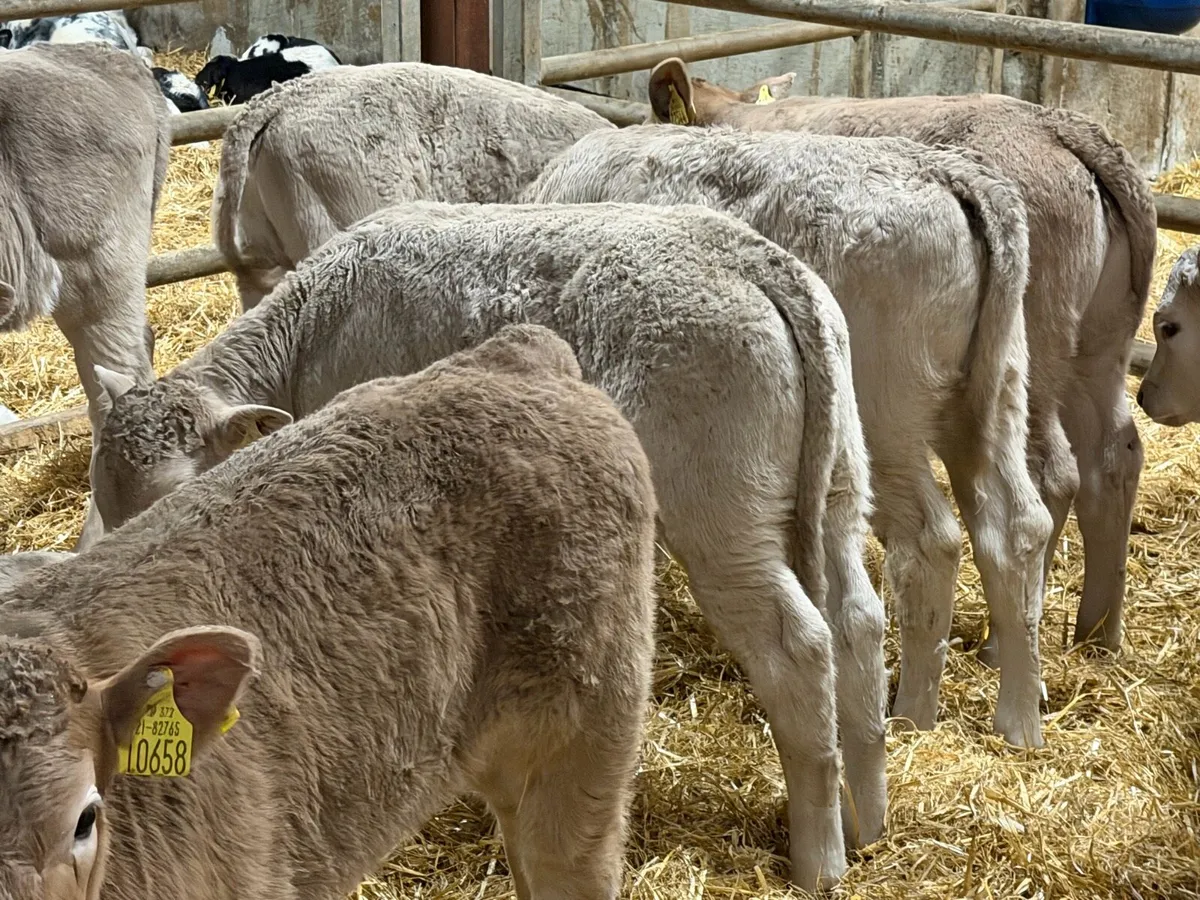 14 Charolais Heifer Calves - Image 2