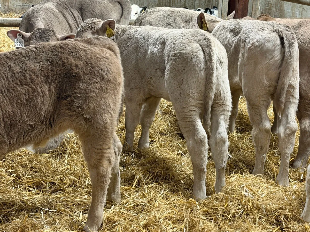 14 Charolais Heifer Calves - Image 3