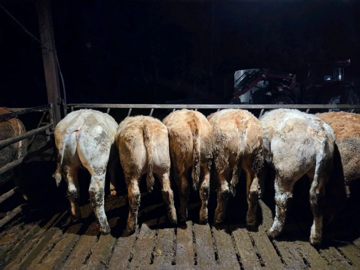 CH Bullocks and Heifers Balla Mart 27/02/2026 - Image 2