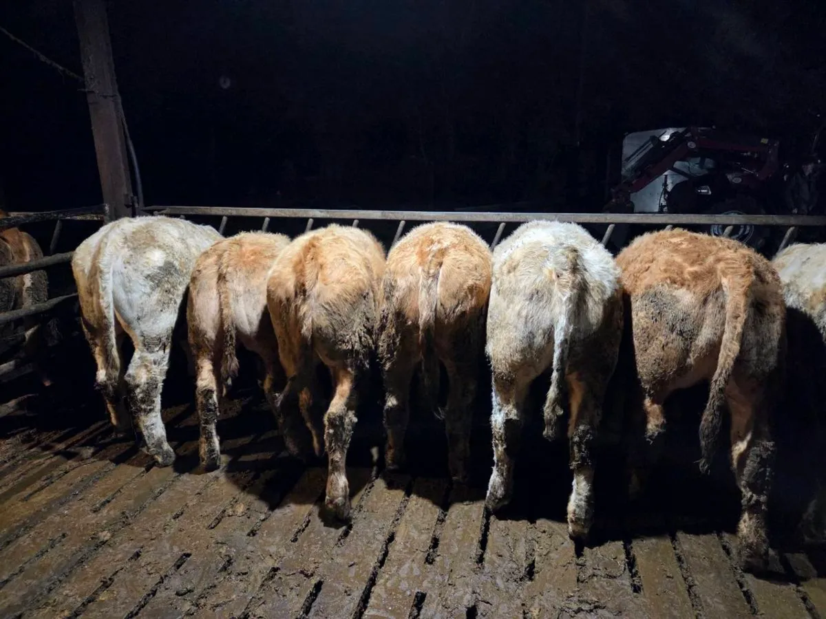 CH Bullocks and Heifers Balla Mart 27/02/2026 - Image 1