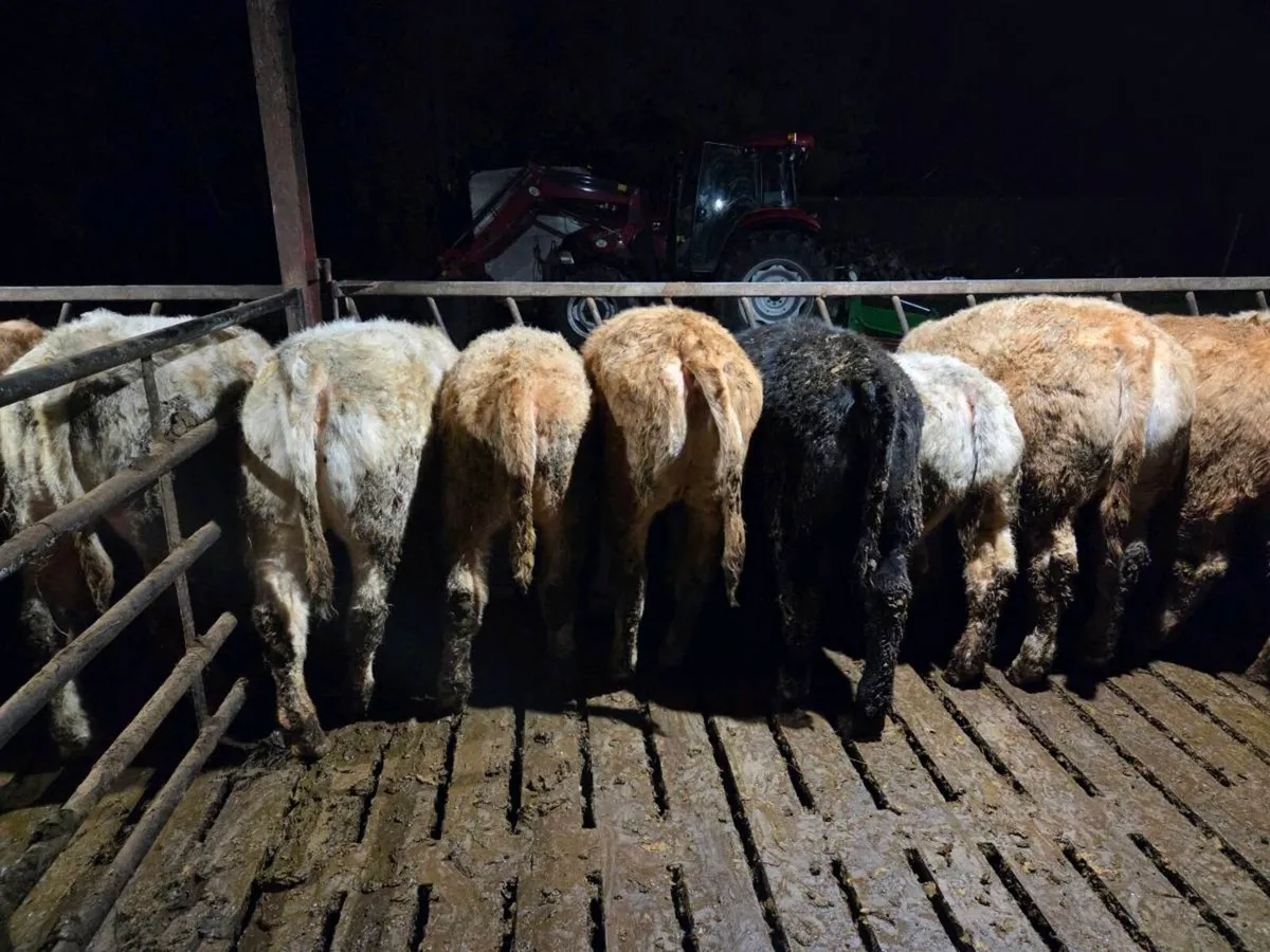 CH Bullocks and Heifers Balla Mart 27/02/2026 - Image 4