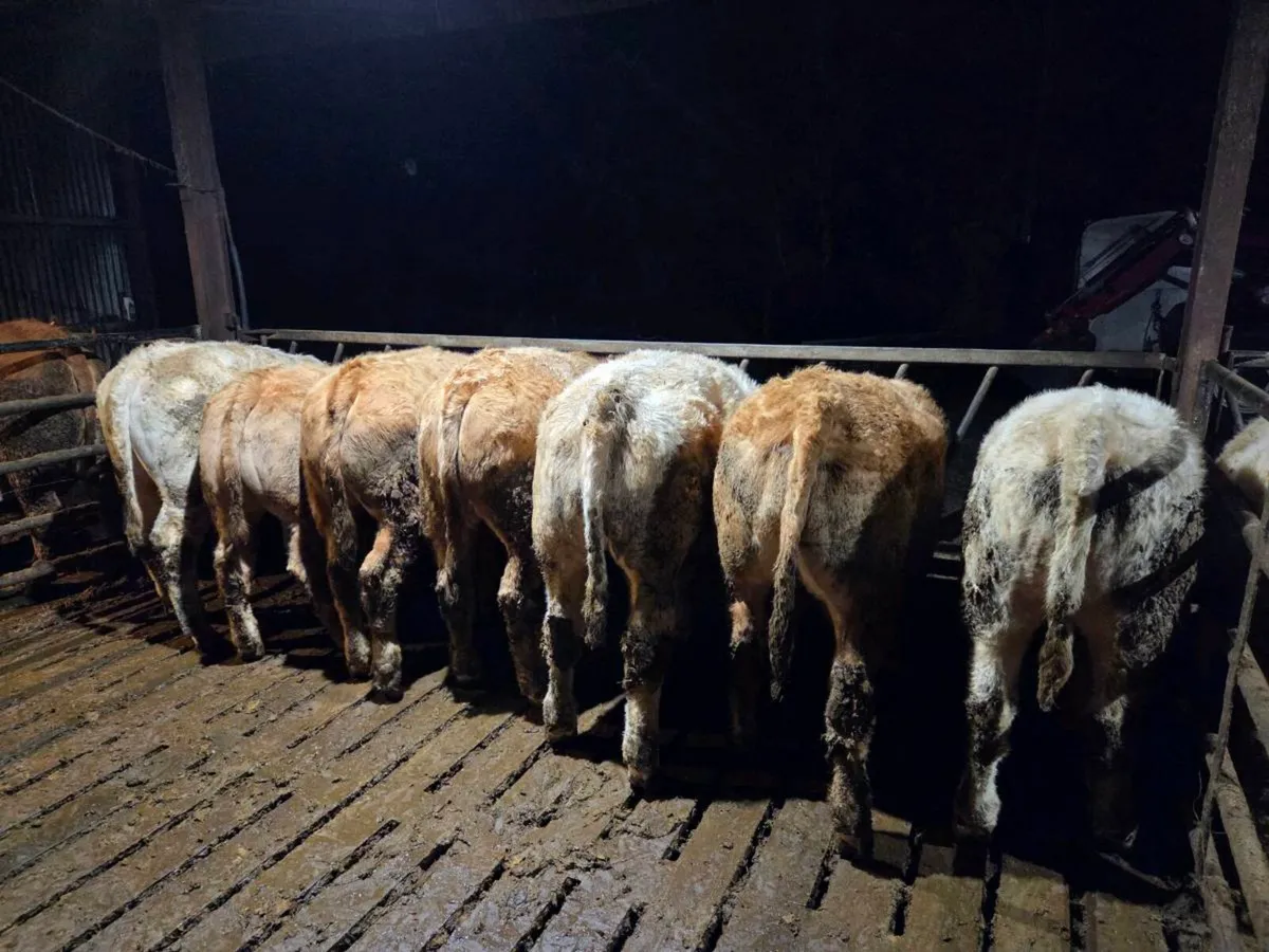 CH Bullocks and Heifers Balla Mart 27/02/2026 - Image 3