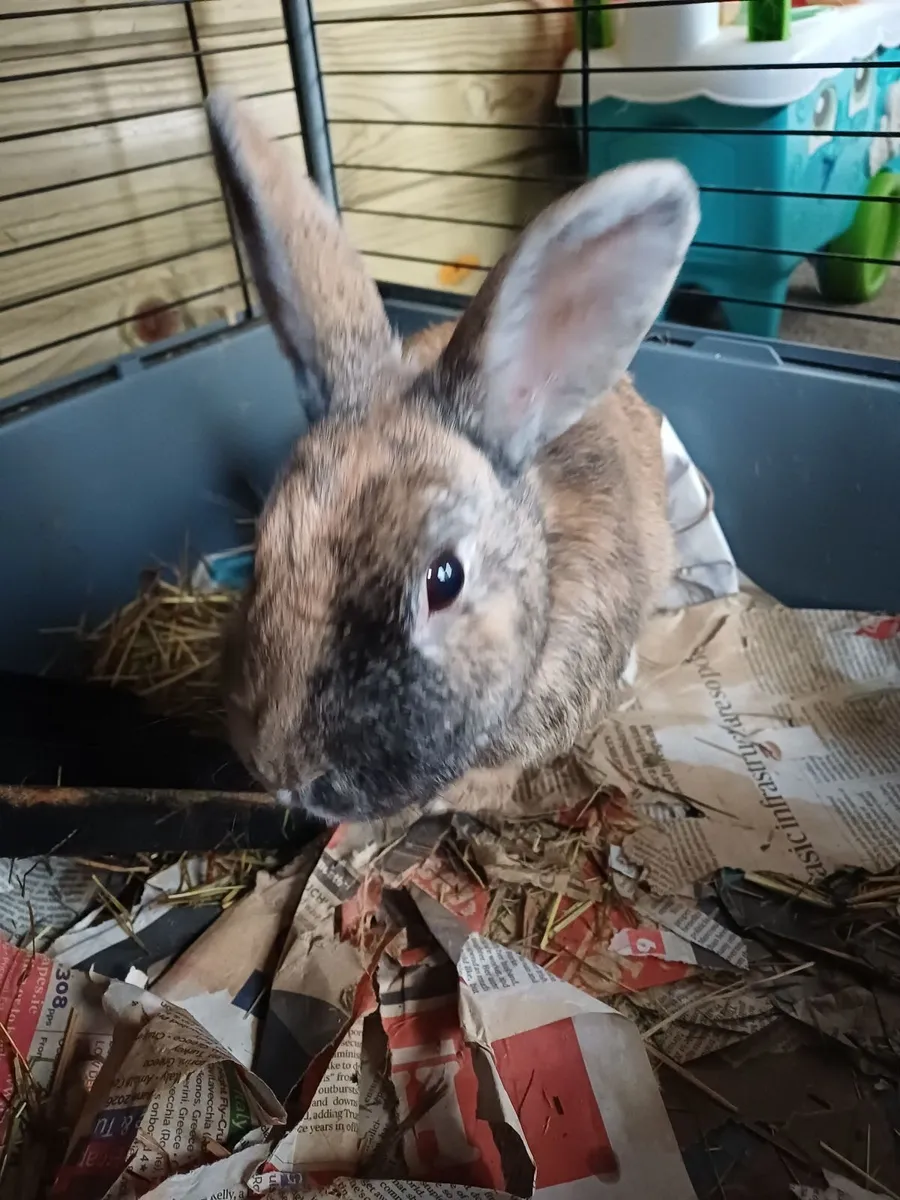 Two Bonded Rabbits - Image 2