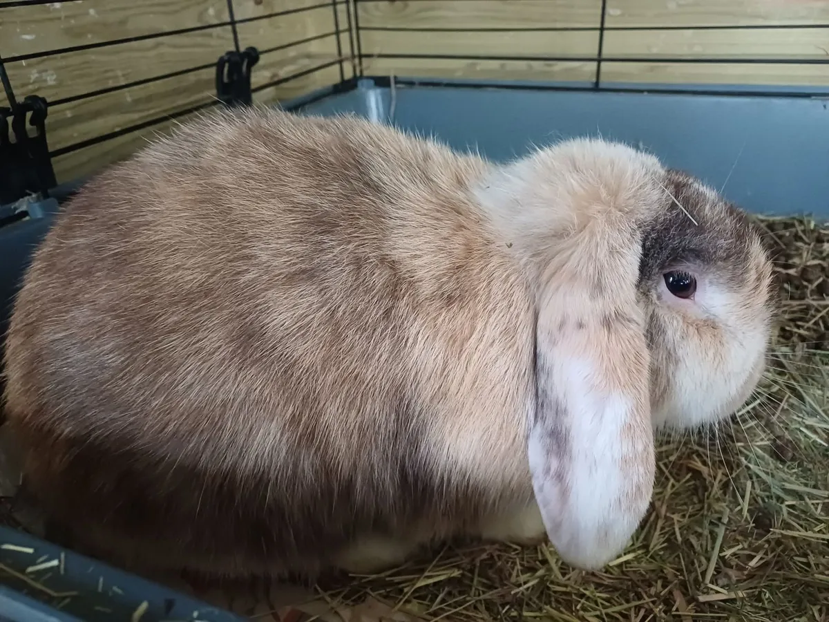 Two Bonded Rabbits - Image 3