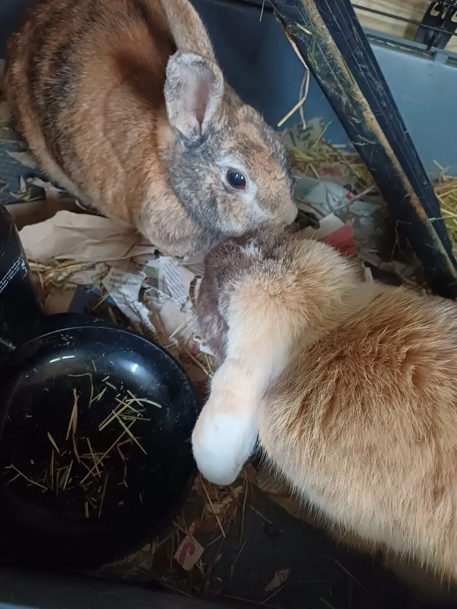 Two Bonded Rabbits - Image 1
